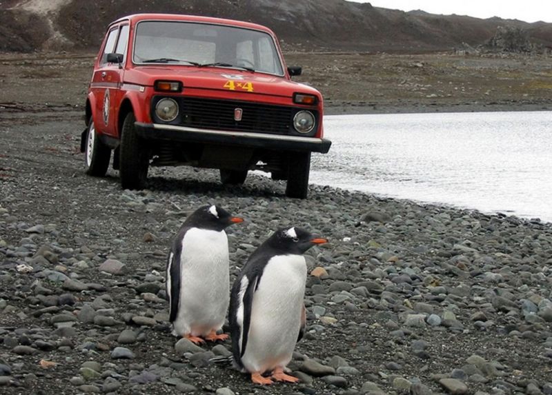 
            АвтоВАЗ рассказал о происхождении названия внедорожника Lada Niva
        